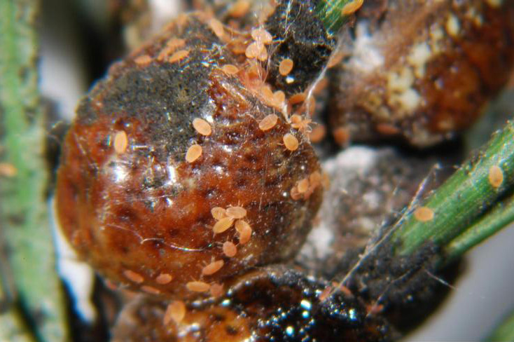 A closeup of orange scales on a gall of a Christmas tree needle.
